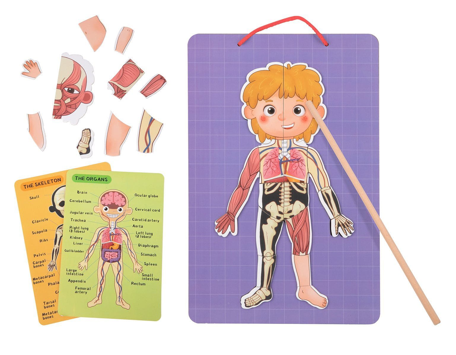 Magnetic Body Chart 30x40x1cm